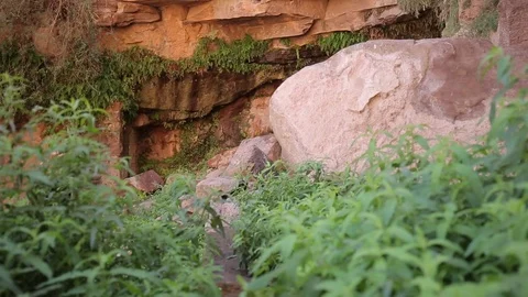Wadi Rum rock spring gimble track in Stock Footage 95560216