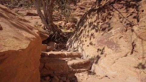Wadi Rum tree old stairs track in Stock Footage 95560232