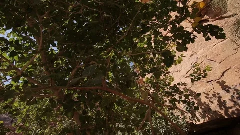 Wadi Rum tree to valley pan b Stock Footage 95578017