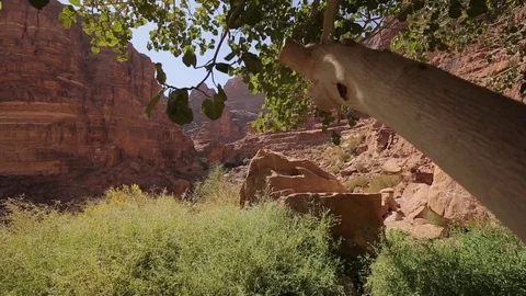Wadi Rum tree to valley rocks pan Stock Footage 95560240