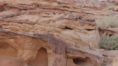 Wadi Rum Wheatear bird flying off cliff Stock Footage 95560247
