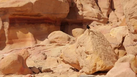 Wadi Rum white crowned Wheatear bird on a rock Stock Footage 95577485