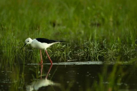 Wading Bird 스톡 사진
