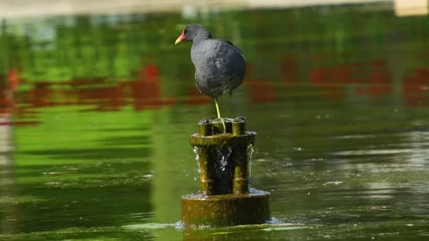 Wading bird resting  Stock Footage 272608946