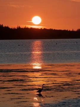 Wading bird at sunset Stock Photos