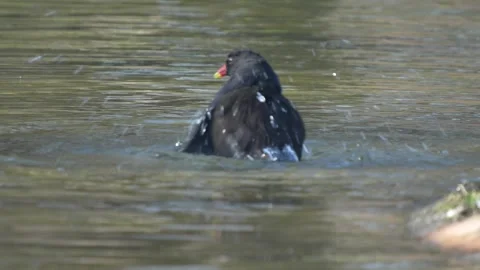 A wading bird taking a bath Stock Footage 267715491