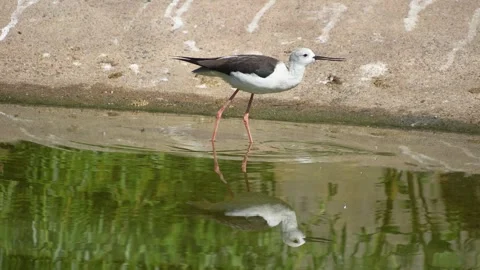 Wading bird walking Video stock 275513134
