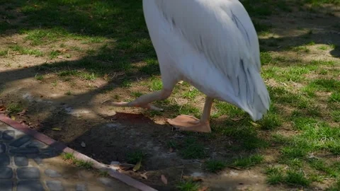 Wading bird walking on muddy ground near water, close up of legs Stock Footage 345700918