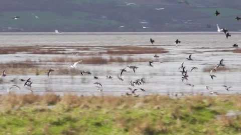Wading birds in flight, Dee Estuary, Parkgate, Cheshire, England Stock-Footage 282916427