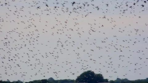 Wading birds in flight over english countryside UK 4K Stock Footage 113710173