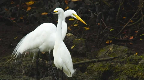 Wading birds in Florida Vidéo 61542266