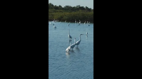 Wading birds in Florida. Stock Footage 301081355