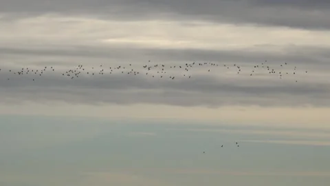 Wading birds flying in flocks in winter UK 4K Видео 144983213
