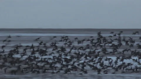 Wading birds flying in flocks in winter low to water UK 4K Vidéo 169730150