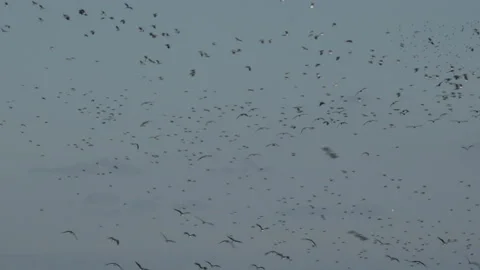 Wading birds flying in flocks in winter moving around blue sky UK 4K Vidéo 221174302