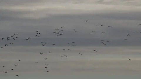 Wading birds lapwing flying in flocks in winter UK 4K Video stock 144983579