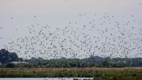 Wading birds in large flock making shapes UK 4K Stockbeeldmateriaal 113695046