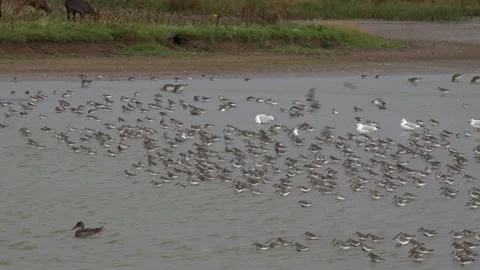 Wading Birds on the mud waiting to migrate UK 4K Video stock 174306219