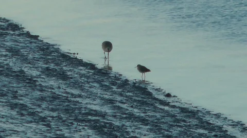 Wading birds on saltmarsh Stock Footage 104312370