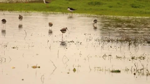 Wading Birds in Shallow Waters 库存影片 338233798
