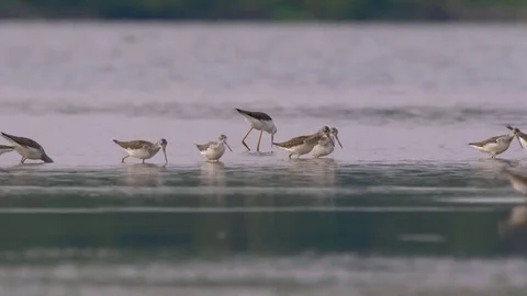 Wading birds in water Stock Footage 79898189