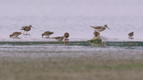 Wading birds in water Video stock 79898294