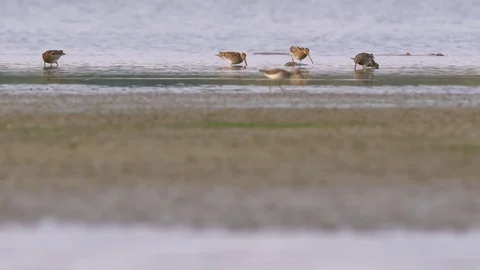 Wading birds in water 스톡 동영상 79898349