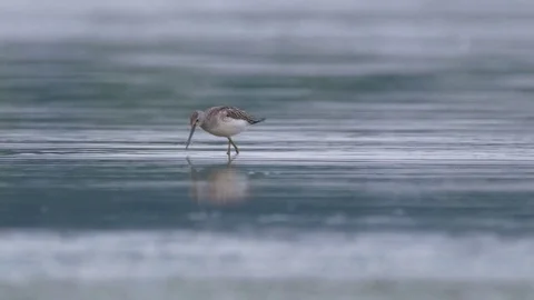 Wading birds in water Video stock 79898663
