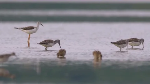 Wading birds in water Video stock 79898699