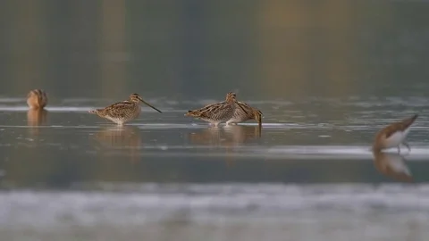 Wading birds in water Stock-Footage 79899155