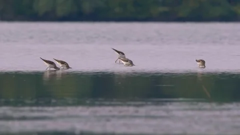 Wading birds in water Stock-Footage 79899570