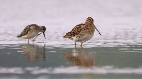 Wading birds in water Stock Footage 79899688