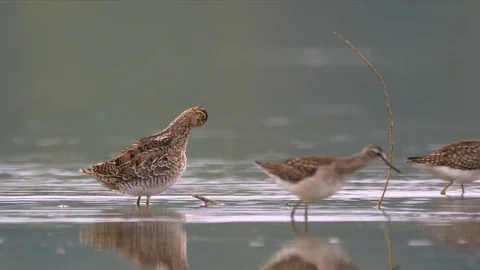 Wading birds in water Stock Footage 79899740
