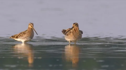 Wading birds in water Video stock 79899763