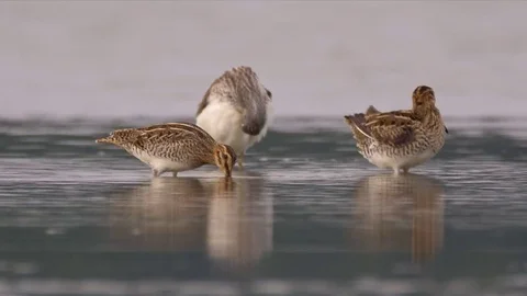 Wading birds in water Stock Footage 79899779
