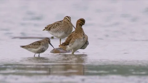 Wading birds in water Stock Footage 79899804