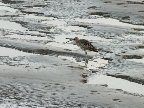 Wading Curlew Stock-Fotos
