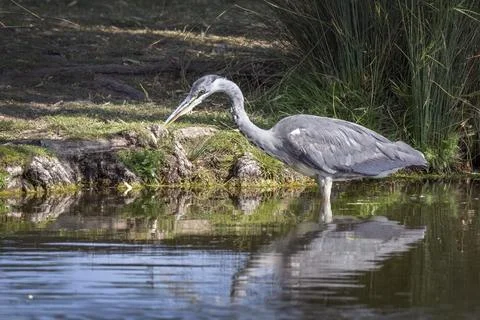 Wading grey heron 库存照片