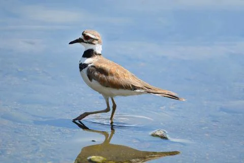 Wading Killdeer plover bird Stock Photos