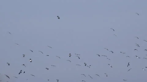 Wading lapwing birds flying in flocks in winter UK 4K Stock-Footage 143053568