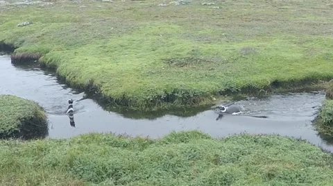Wading Magellanic Penguins Video stock 45146051