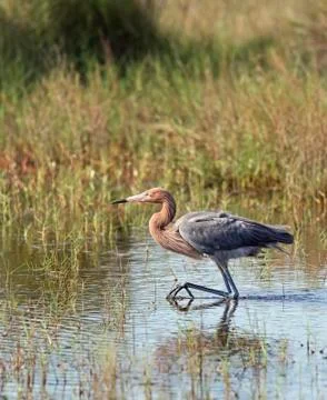 Wading Reddish Egret Stock Photos