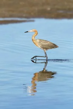 Wading Reddish Egret Stock Photos