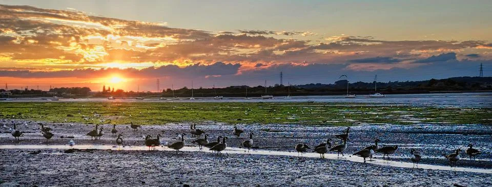 Wading on river mud at sunset Stock Photos