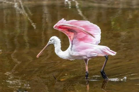 Wading Spoonbill Stock Photos