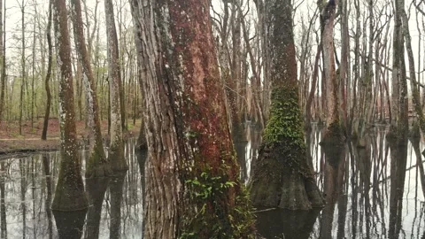 Wading through a swamp of cypress trees Stock Footage 263606108