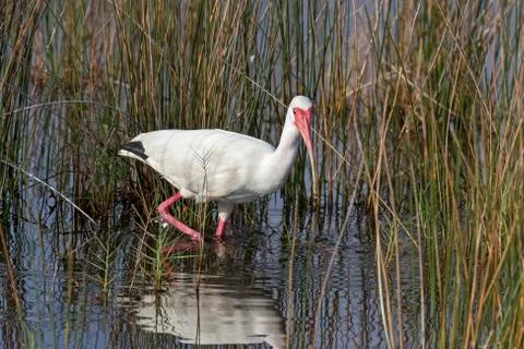 Wading White Ibis Stock Photos