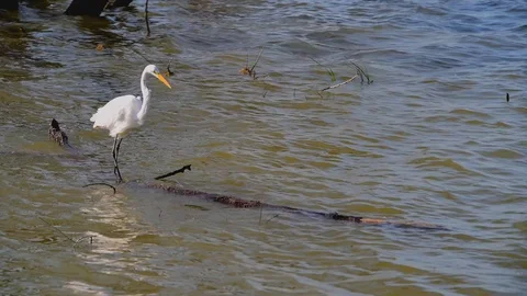 WadingEgret 動画素材 125631726