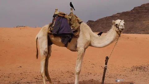 WADIRUM 10 Stock Footage 128574507