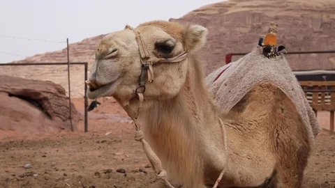 WADIRUM 13 Stock Footage 128574502